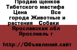 Продаю щенков Тибетского мастифа › Цена ­ 45 000 - Все города Животные и растения » Собаки   . Ярославская обл.,Ярославль г.